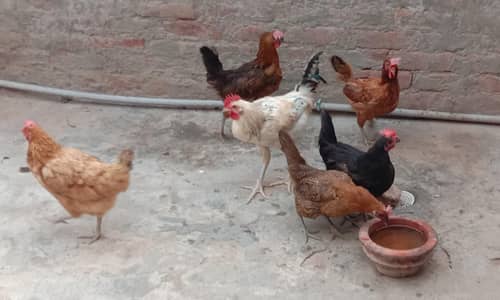 Golden Misri Hens