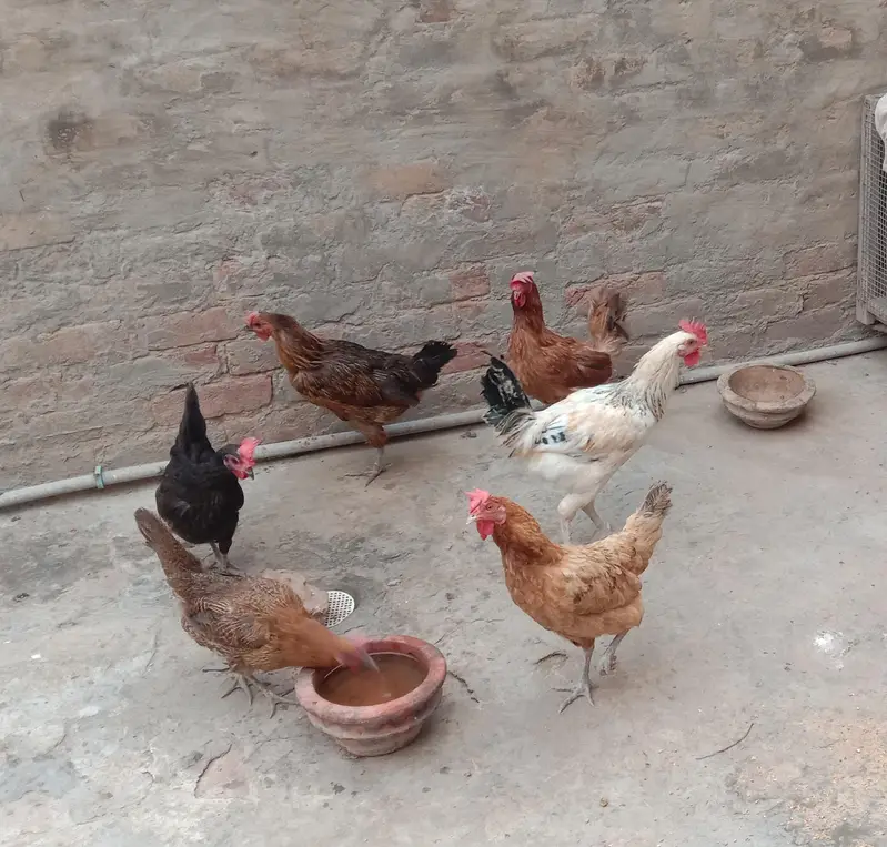Golden Misri Hens — photo 2