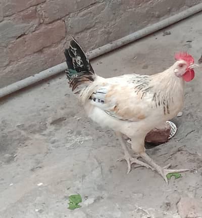 Golden Misri Murgha