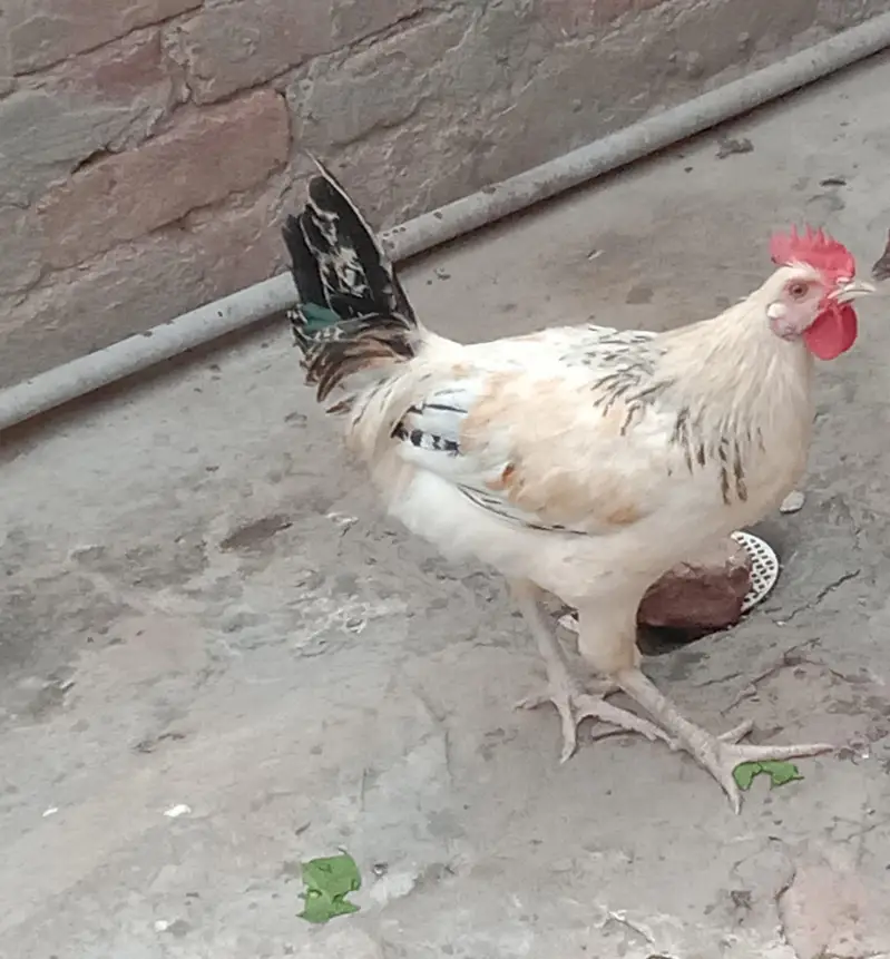 Golden Misri Hens — photo 3