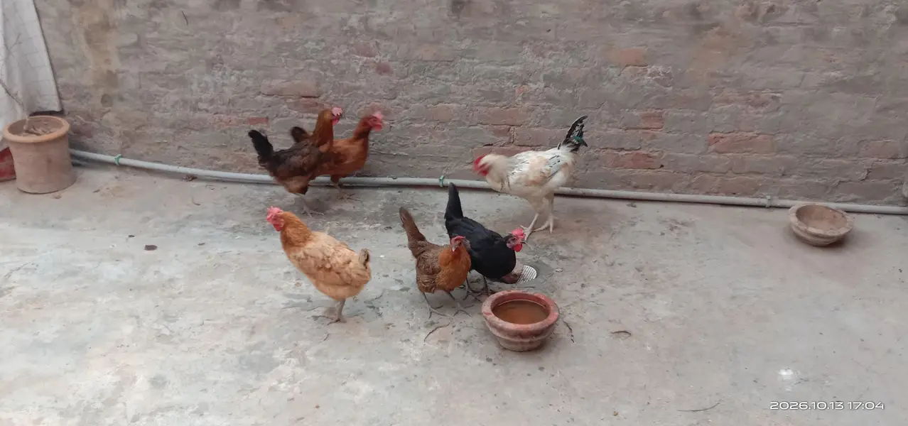 Golden Misri Hens — photo 4