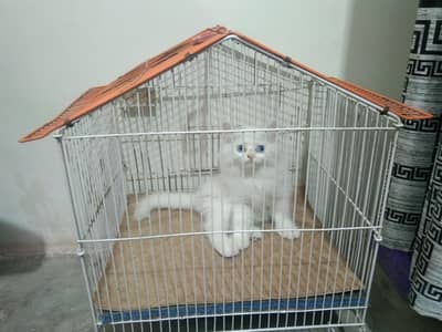 cat for sale