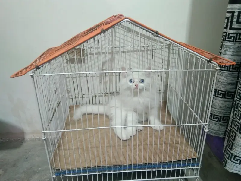 cat for sale