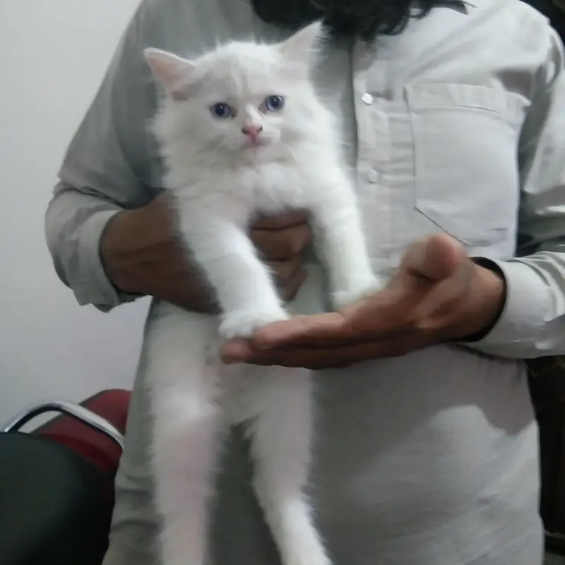 cat for sale — photo 2