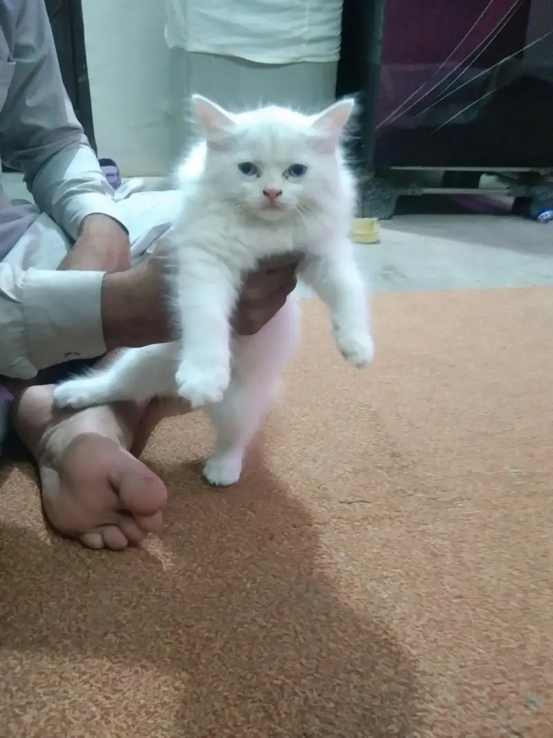 cat for sale — photo 3