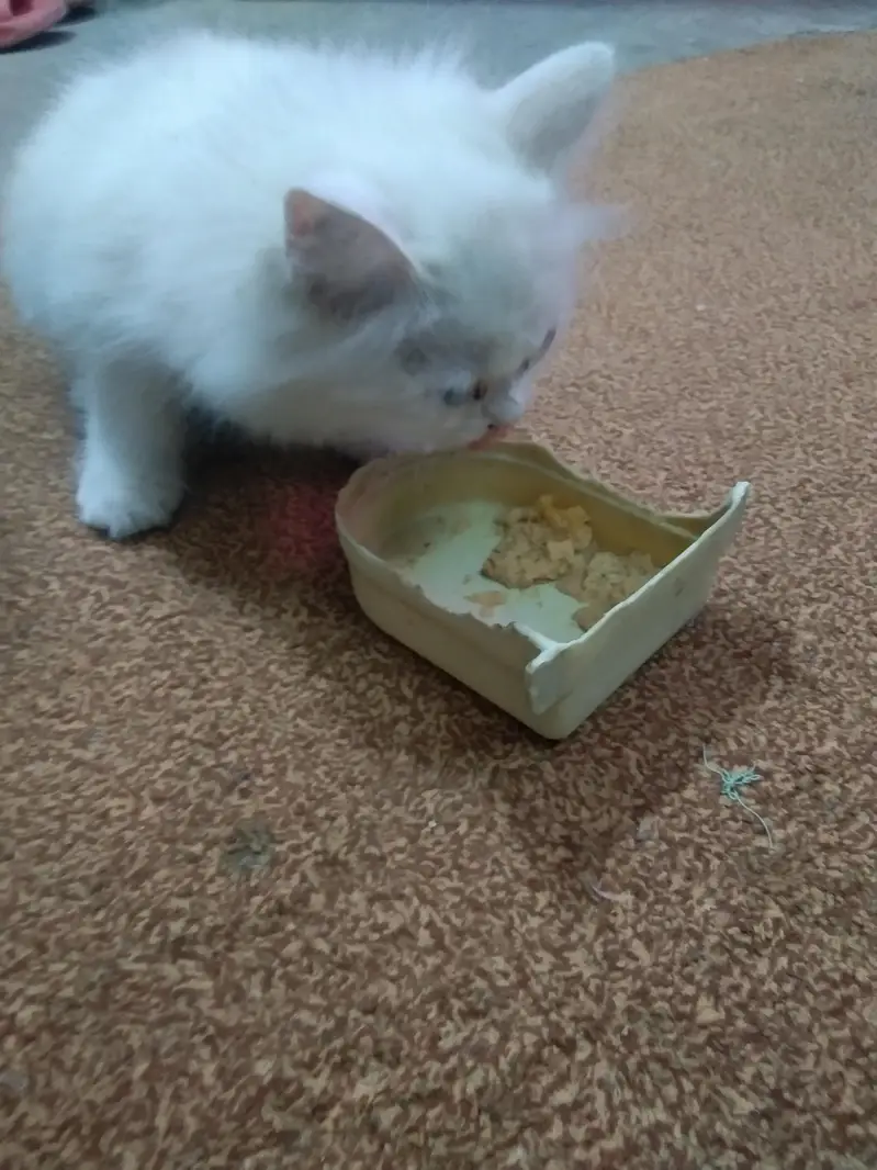 cat for sale — photo 4