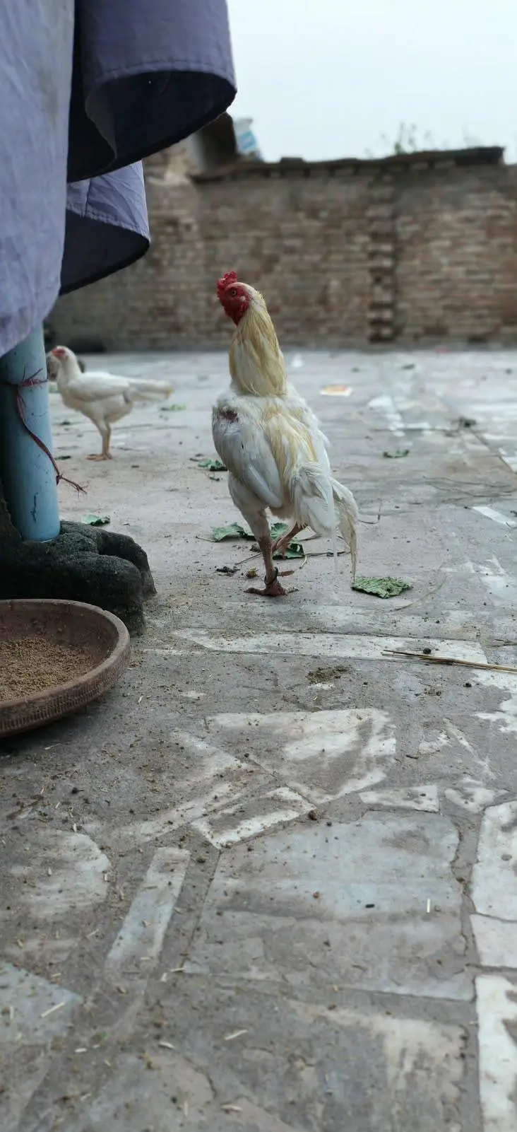 aseel kolangi 3 female 1 male eggs started