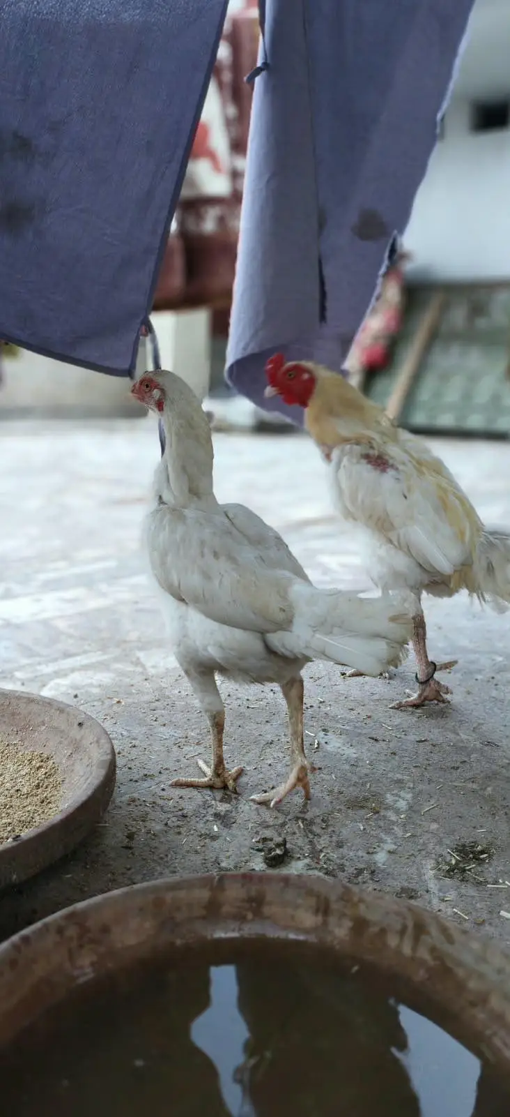 aseel kolangi 3 female 1 male eggs started — photo 2