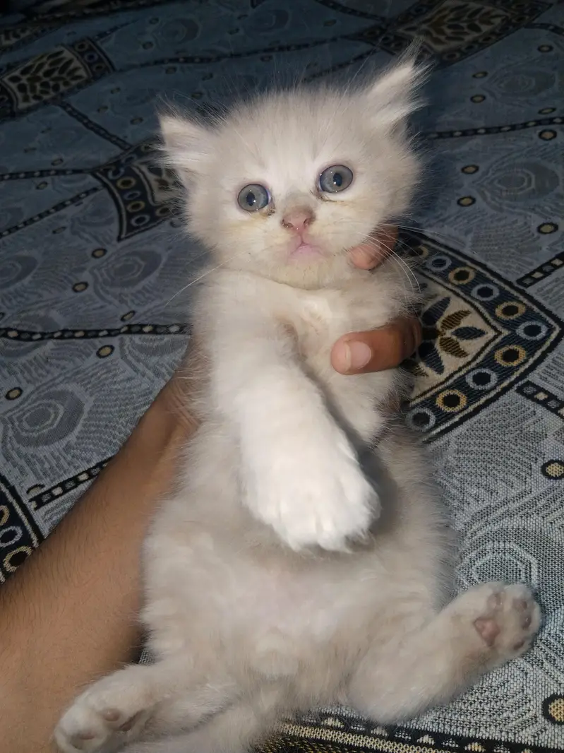 kittens for sale urgently
