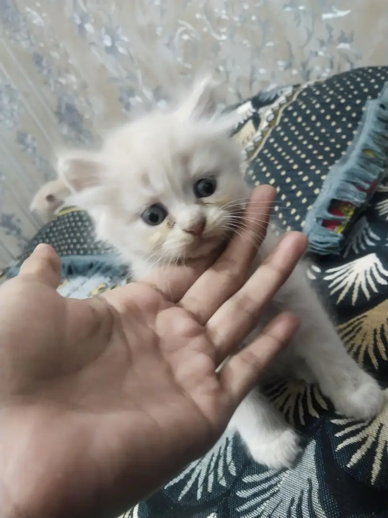 kittens for sale urgently — photo 4