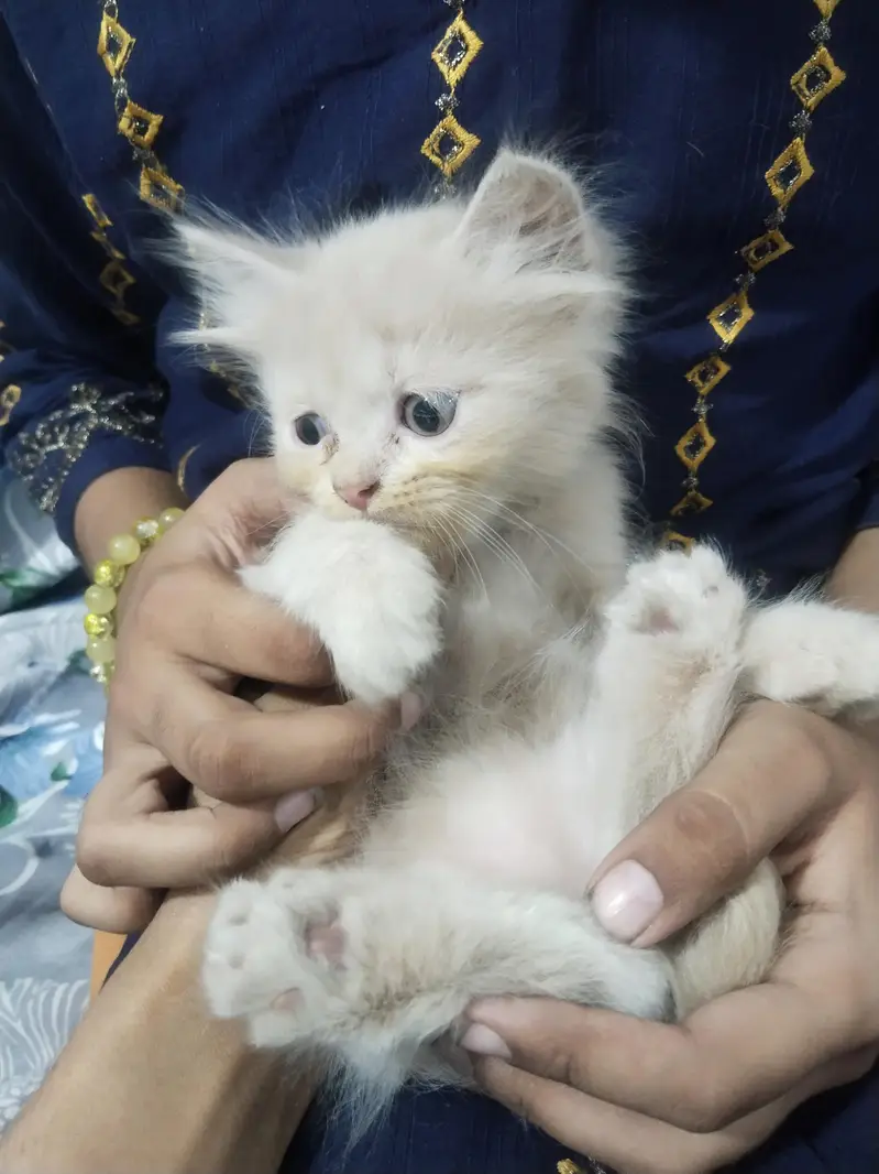 kittens for sale urgently — photo 7
