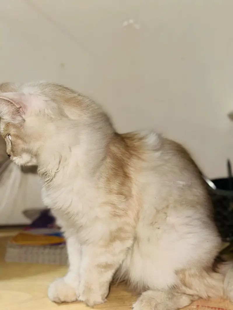 4 Months Old Female Kitten for Sale — photo 3
