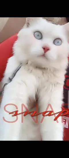Persian Cat  for Sale