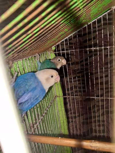 love birds pair for sale