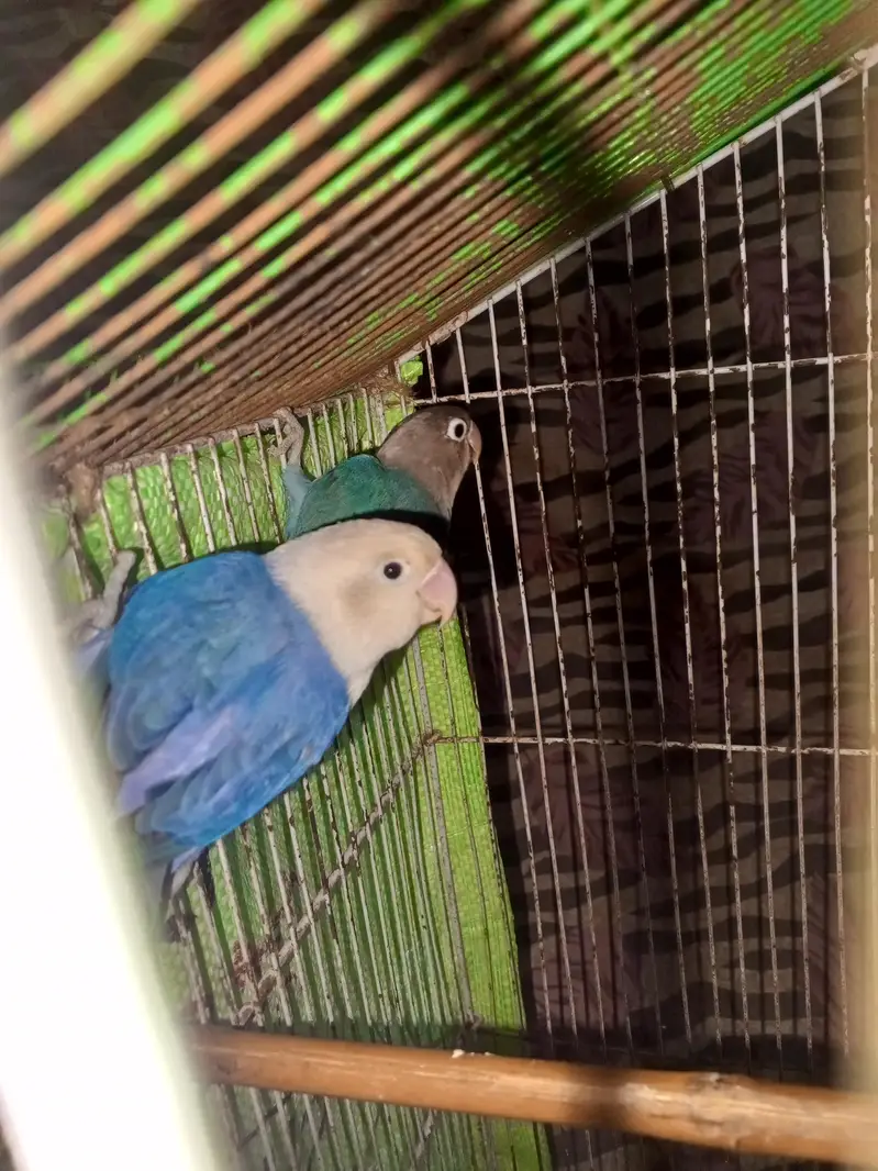 love birds pair for sale — photo 2