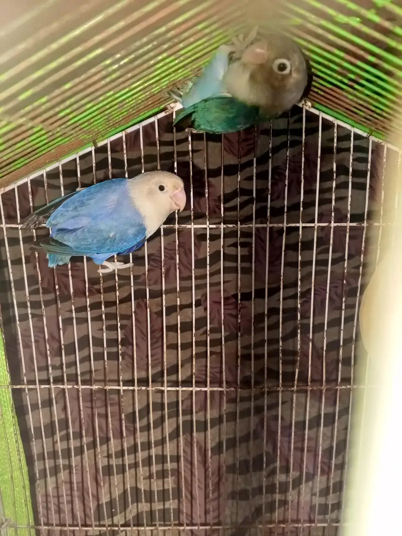 love birds pair for sale — photo 3