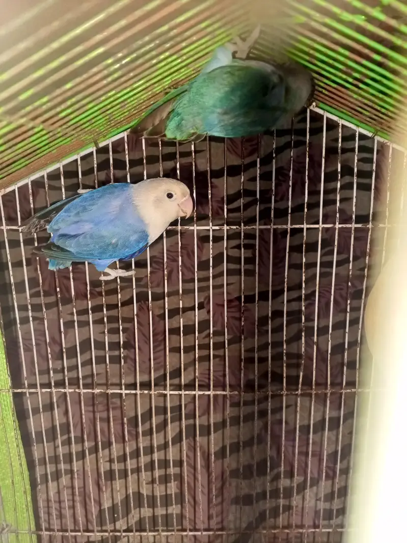 love birds pair for sale — photo 4