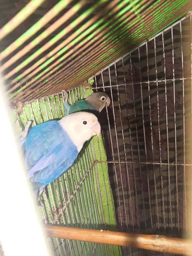 love birds pair for sale — photo 5
