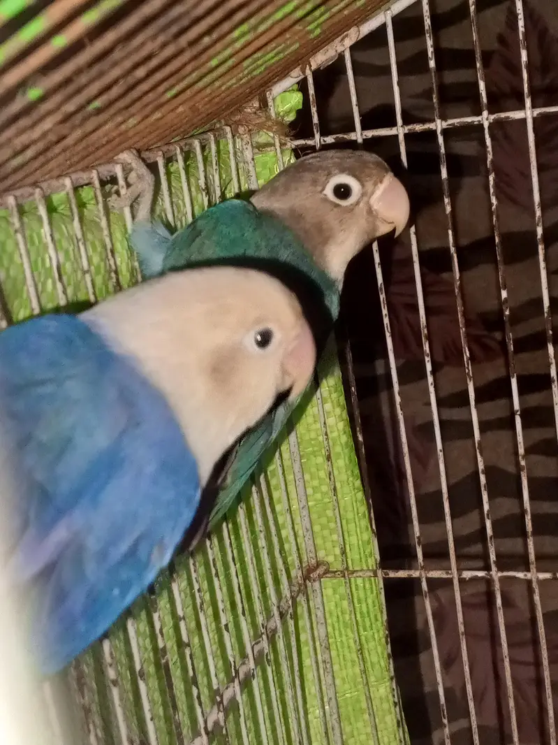 love birds pair for sale — photo 6