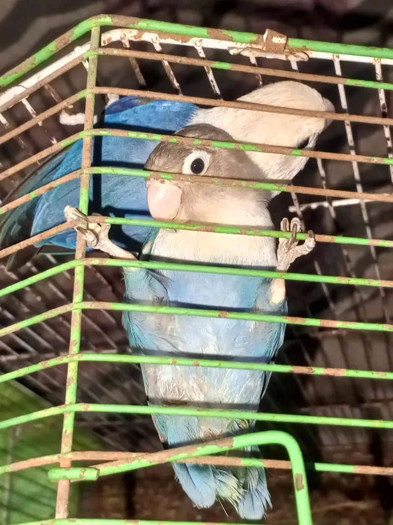 love birds pair for sale — photo 7