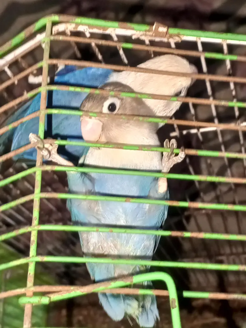 love birds pair for sale — photo 8