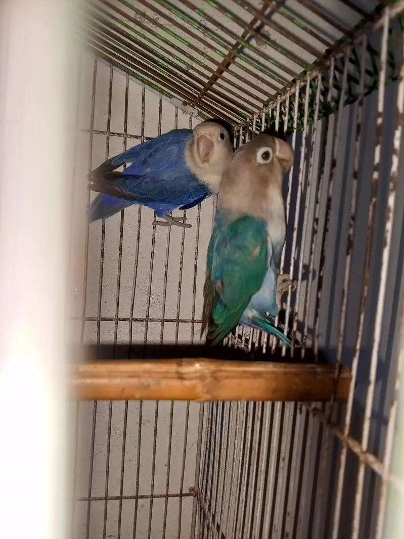 love birds pair for sale — photo 9