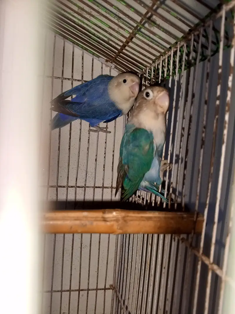 love birds pair for sale — photo 10