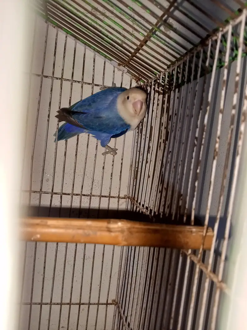 love birds pair for sale — photo 11