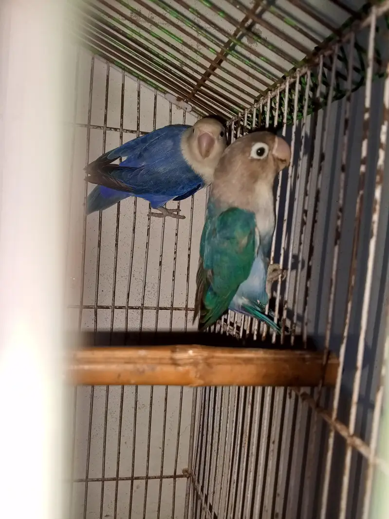 love birds pair for sale — photo 12