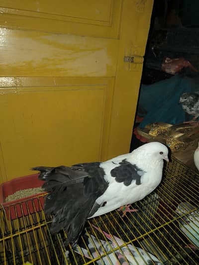 Lucky pigeons white and black combination