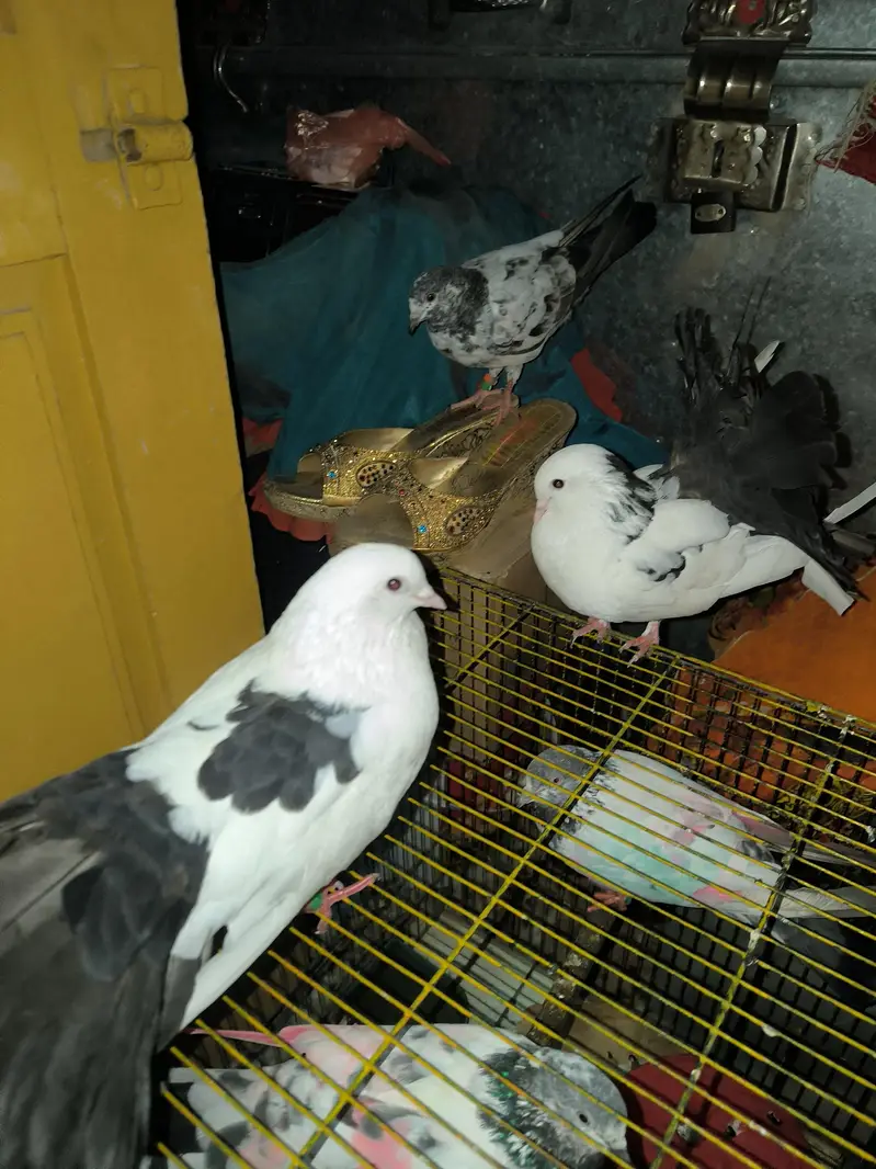 Lucky pigeons white and black combination — photo 2