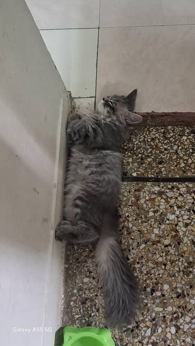 Kitten for Sale