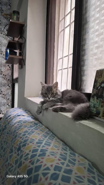 Kitten for Sale