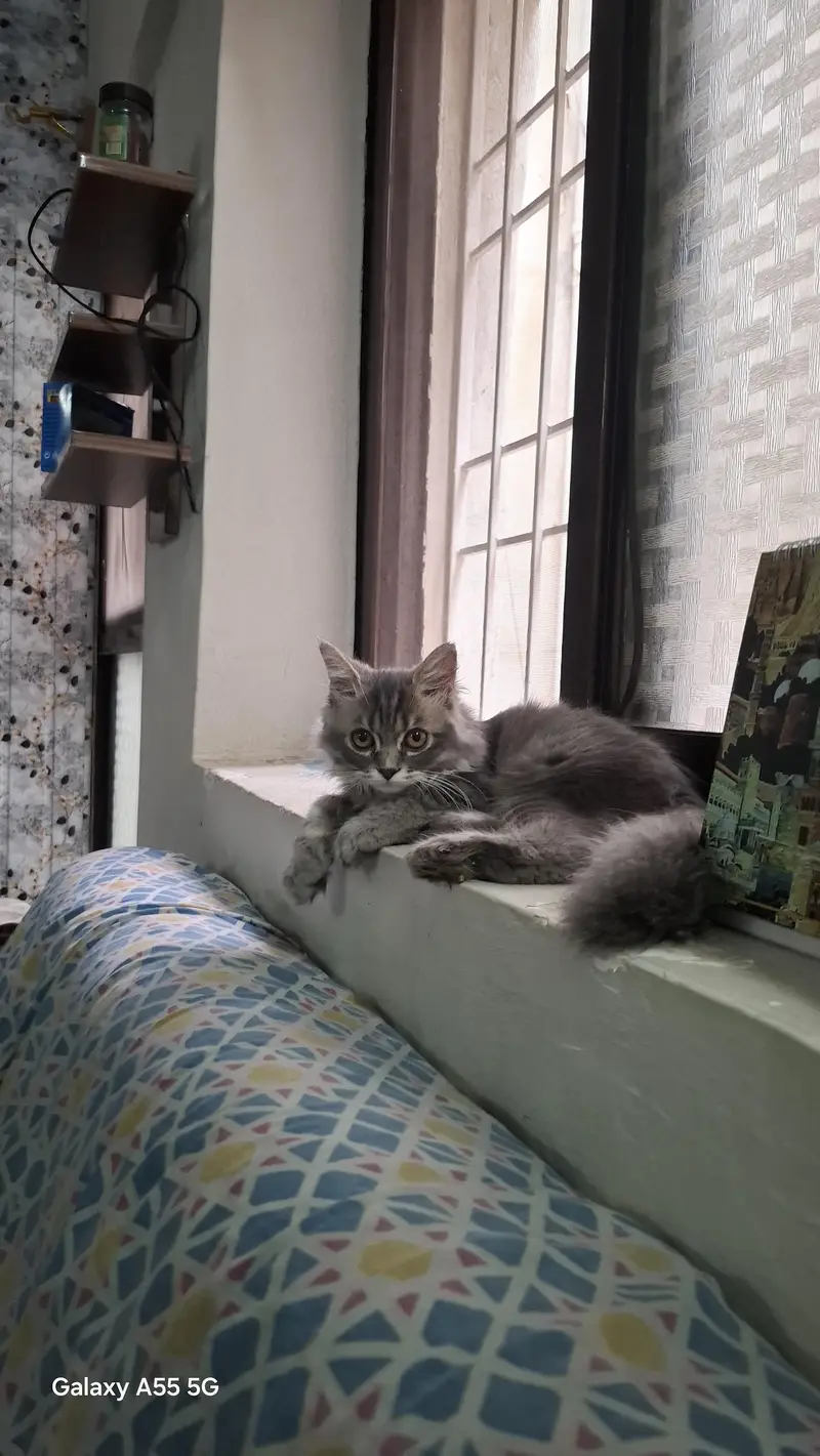Kitten for Sale — photo 2