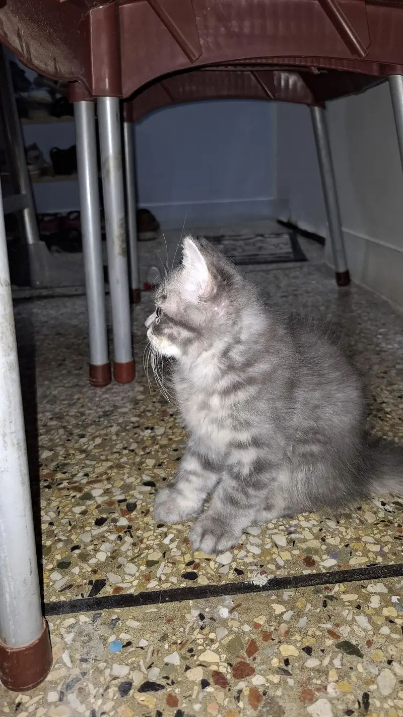 Kitten for Sale — photo 3