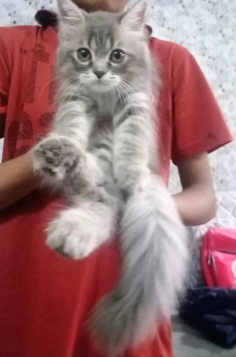 Kitten for Sale — photo 4
