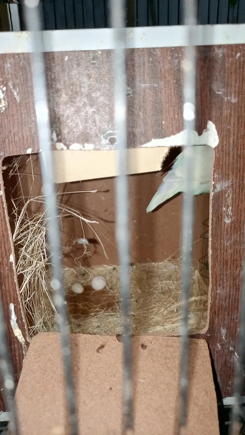 Love Birds