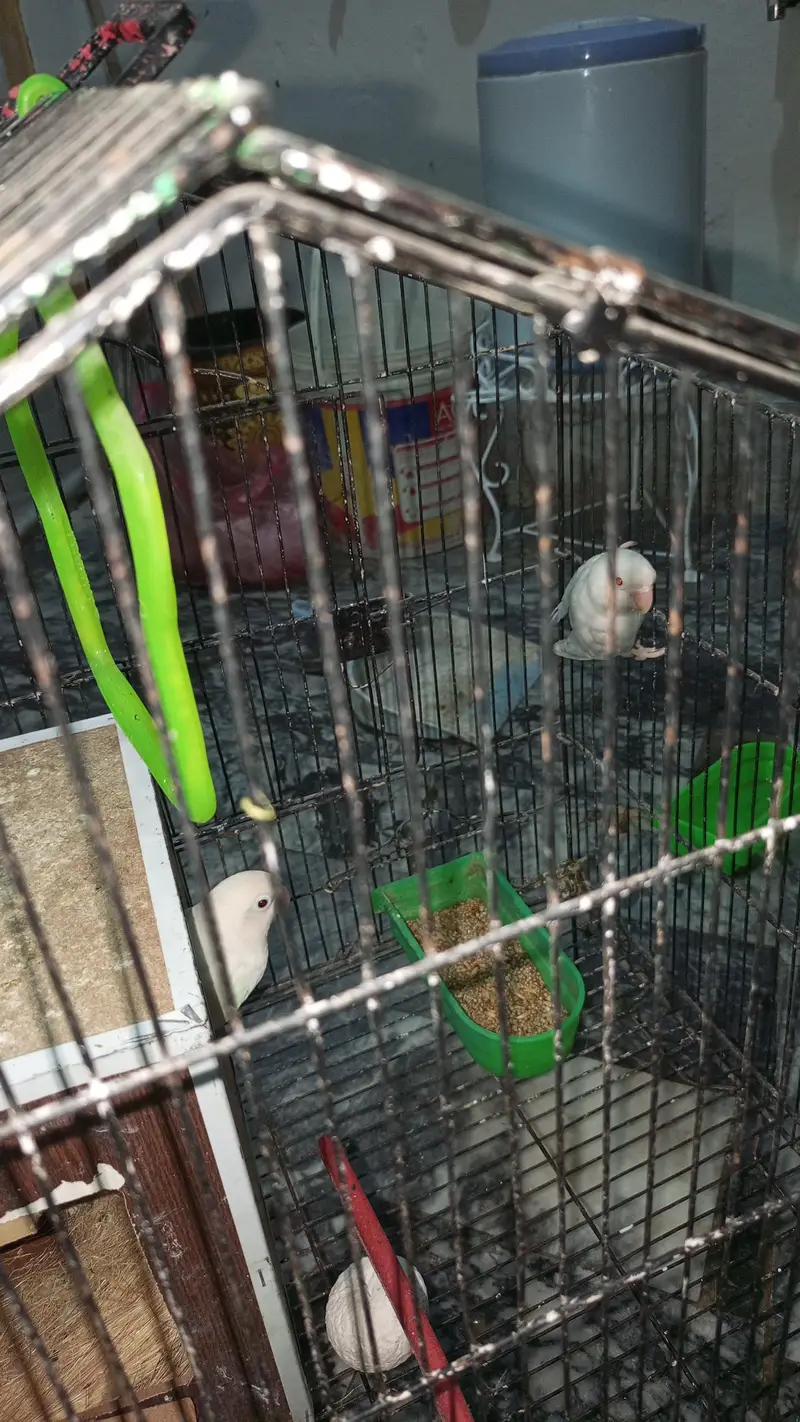 Love Birds — photo 2