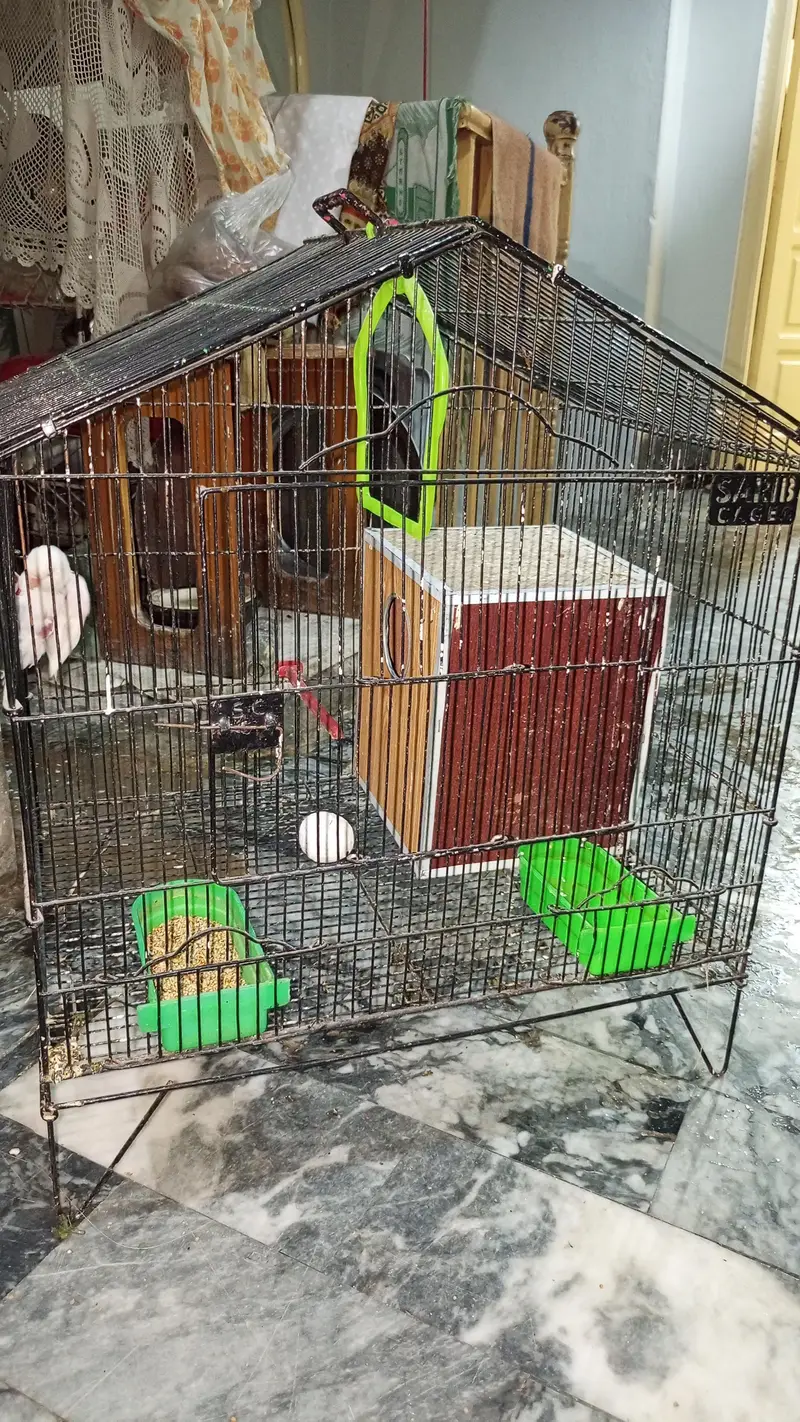 Love Birds — photo 3
