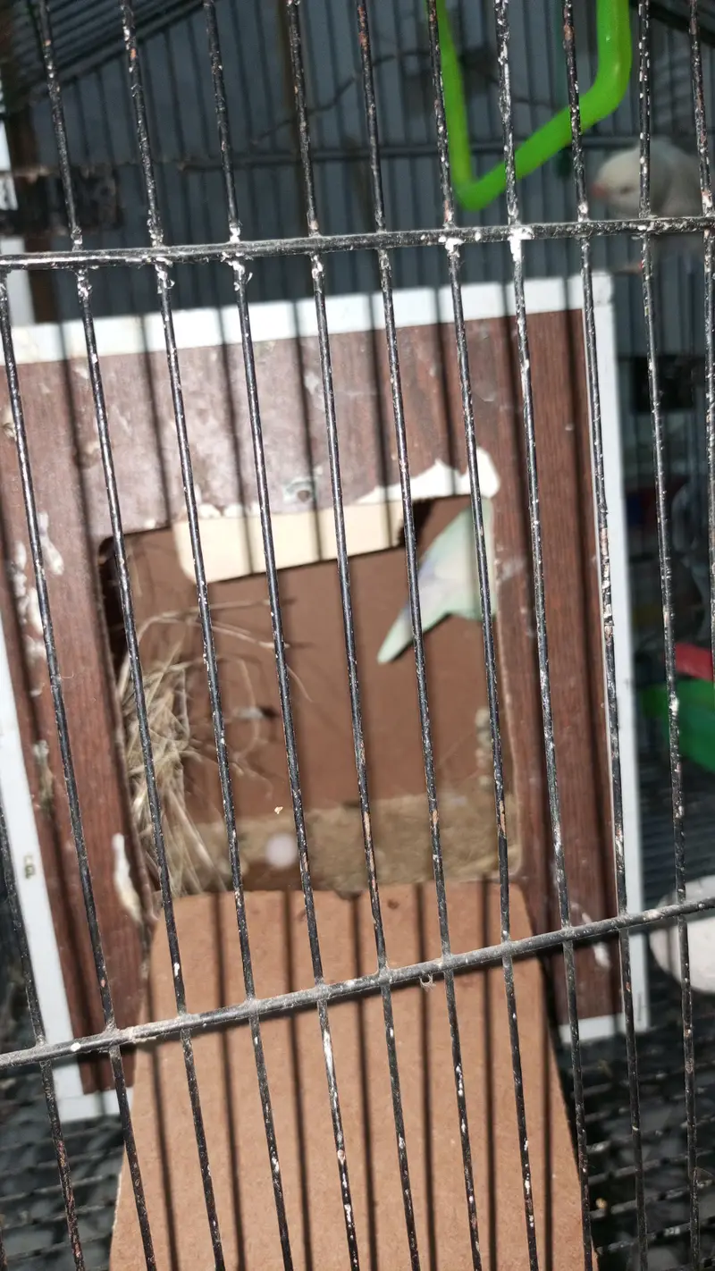 Love Birds — photo 4