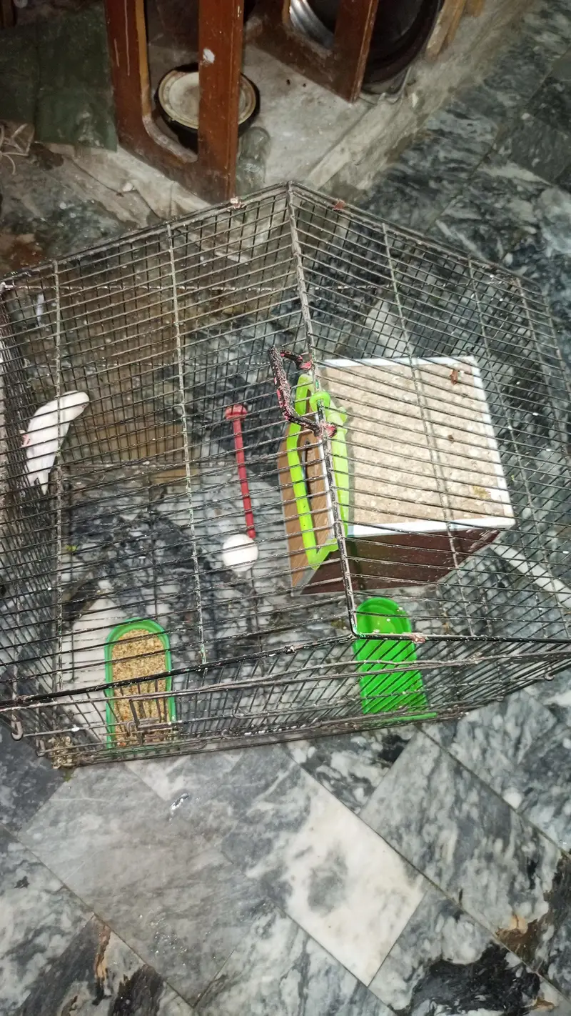 Love Birds — photo 5