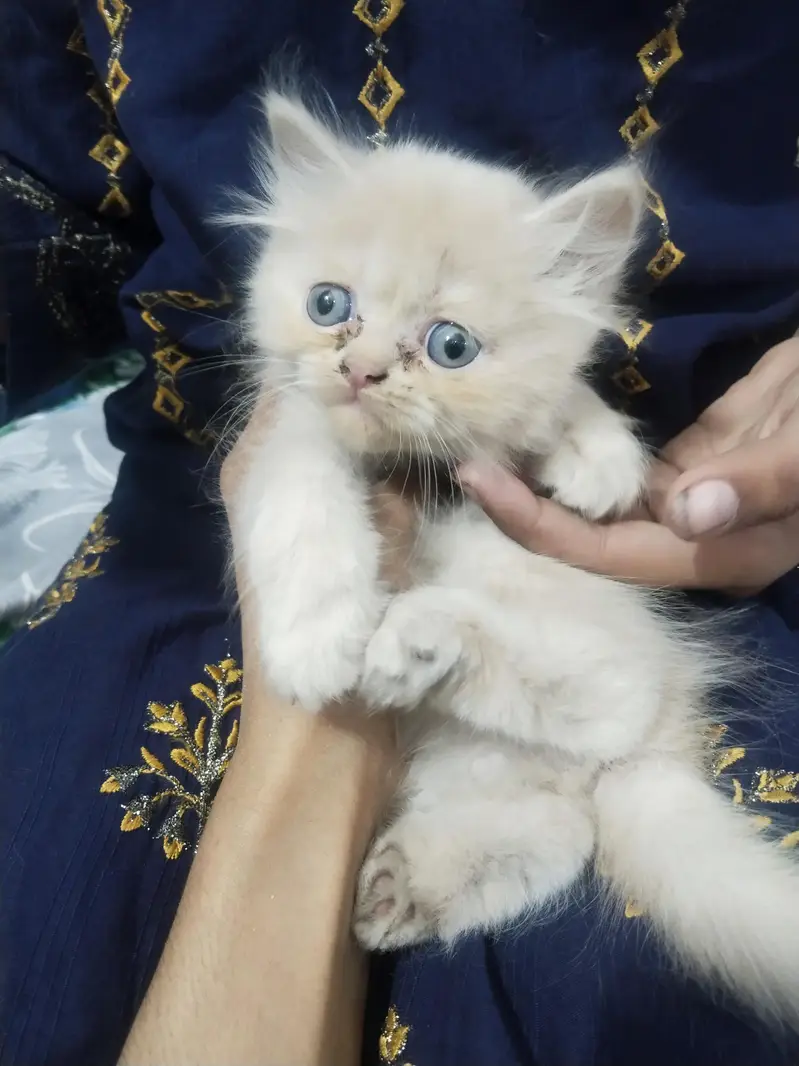 kittens for sale urgently — photo 2