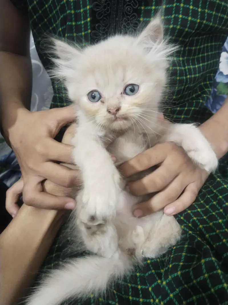 kittens for sale urgently — photo 3