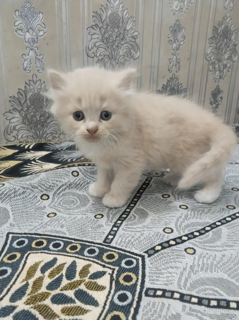 kittens for sale urgently — photo 4