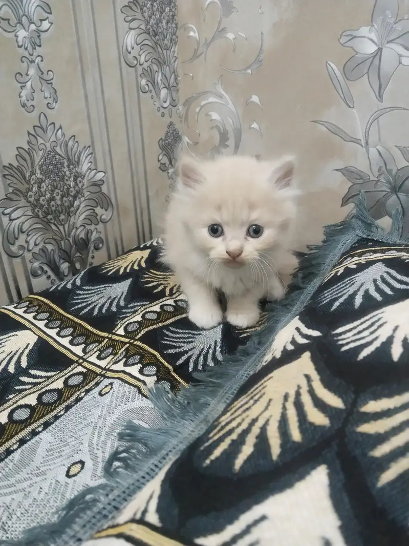 kittens for sale urgently — photo 5