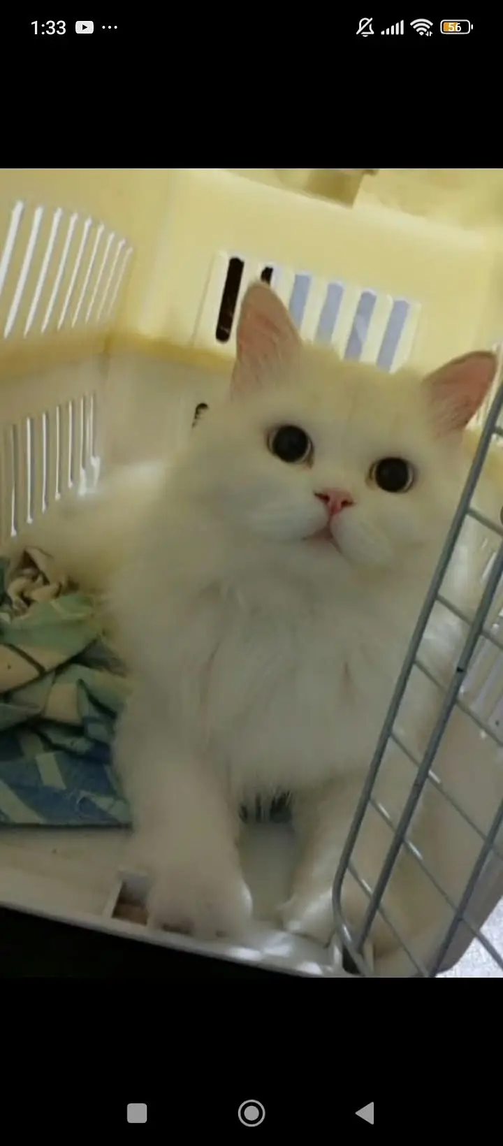 White Persian cat blue eyes