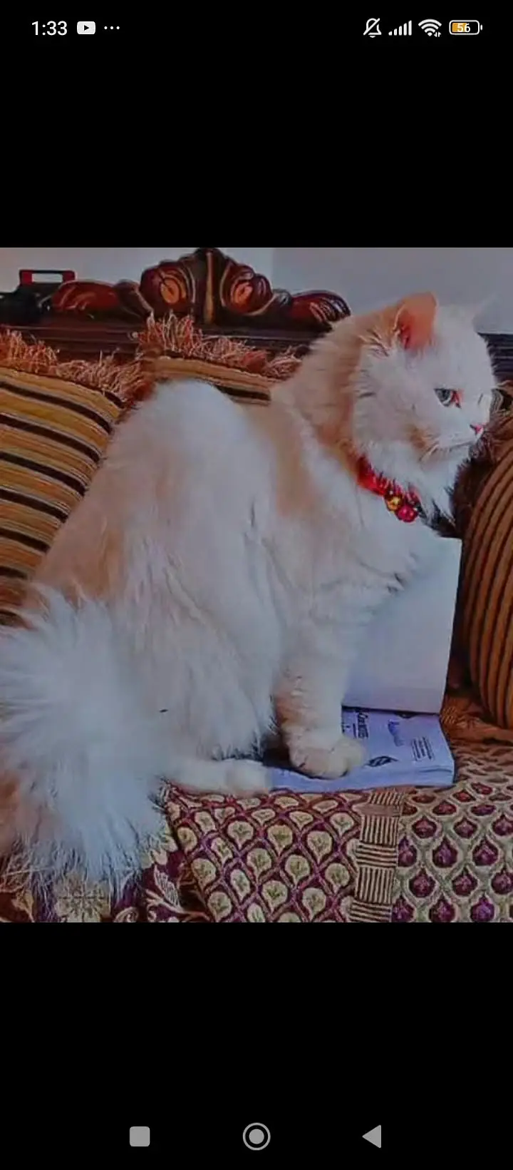 White Persian cat blue eyes — photo 2