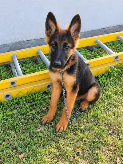 butiful German shepherd puppy dog for sale