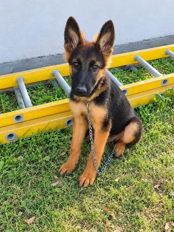 butiful German shepherd puppy dog for sale