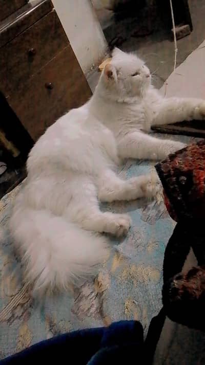 Persian
